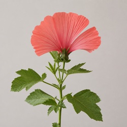 Fan Flower Identification Guide