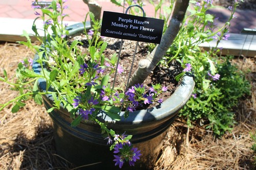 Fan Flower