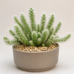 Feather Cactus Identification Guide