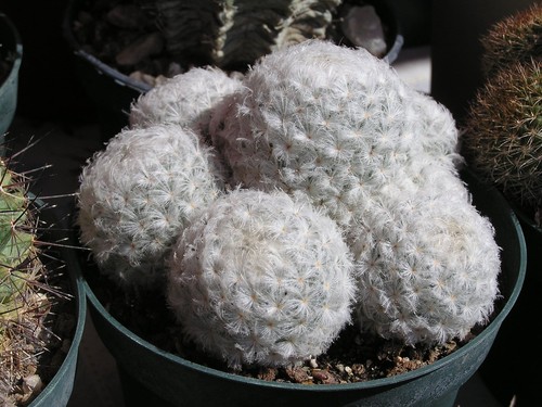 Feather Cactus