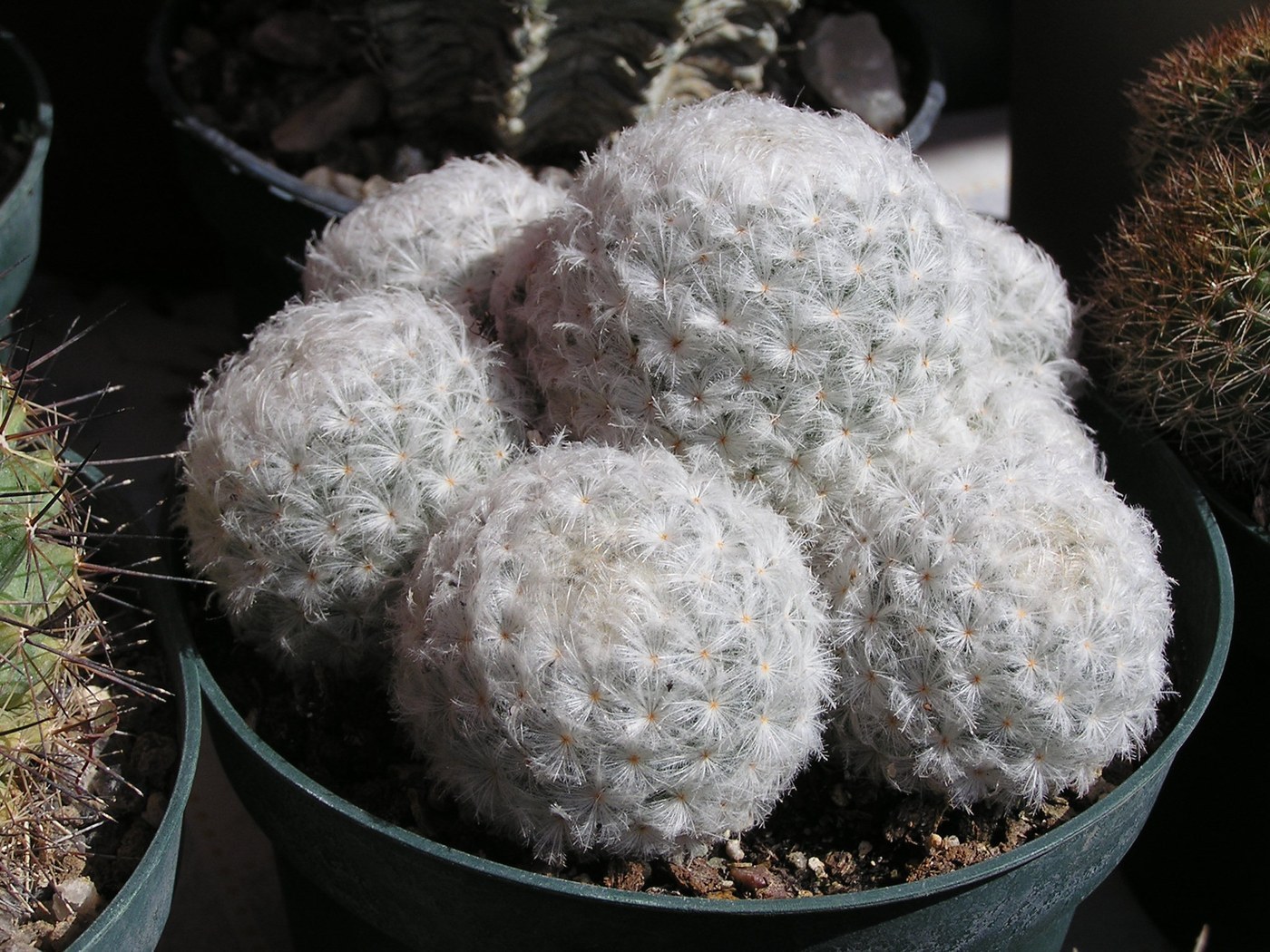 How to Care for Feather Cactus