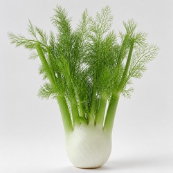 Fennel Identification Guide