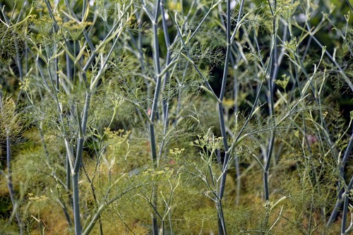 Fennel