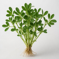 Fenugreek Identification Guide