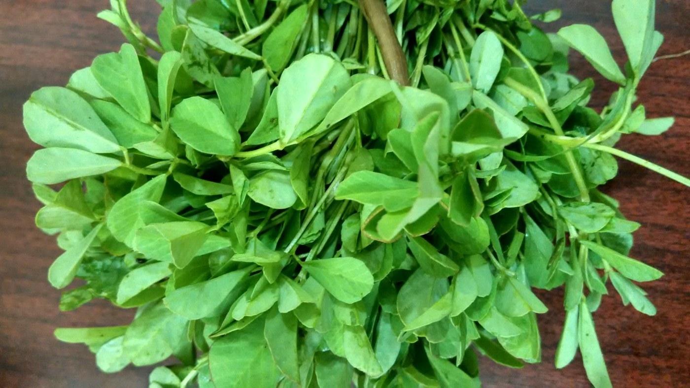 How to Care for Fenugreek