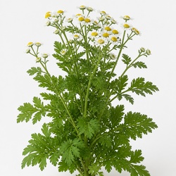 Feverfew Identification Guide