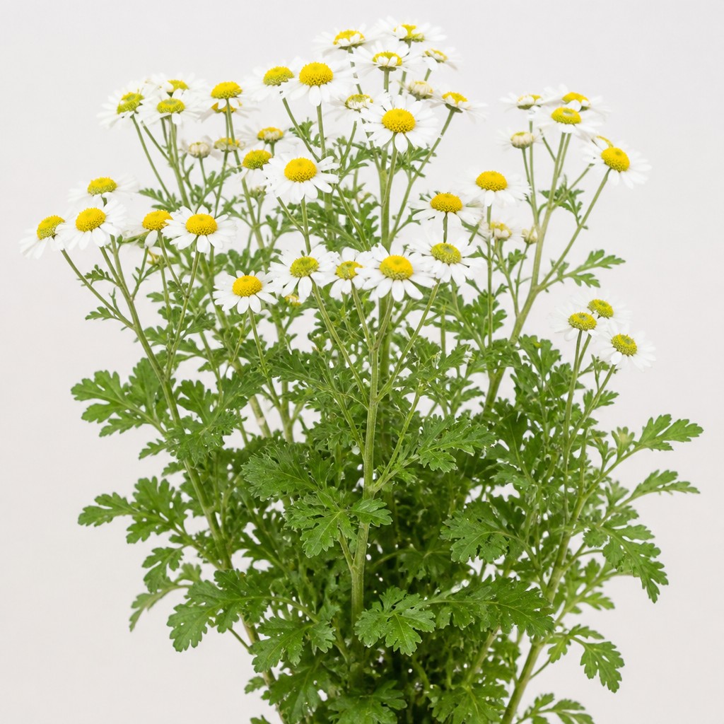 Feverfew