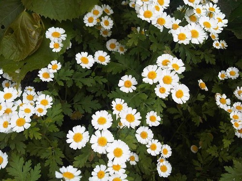 Feverfew