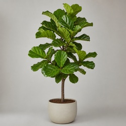 Fiddle Leaf Fig Identification Guide