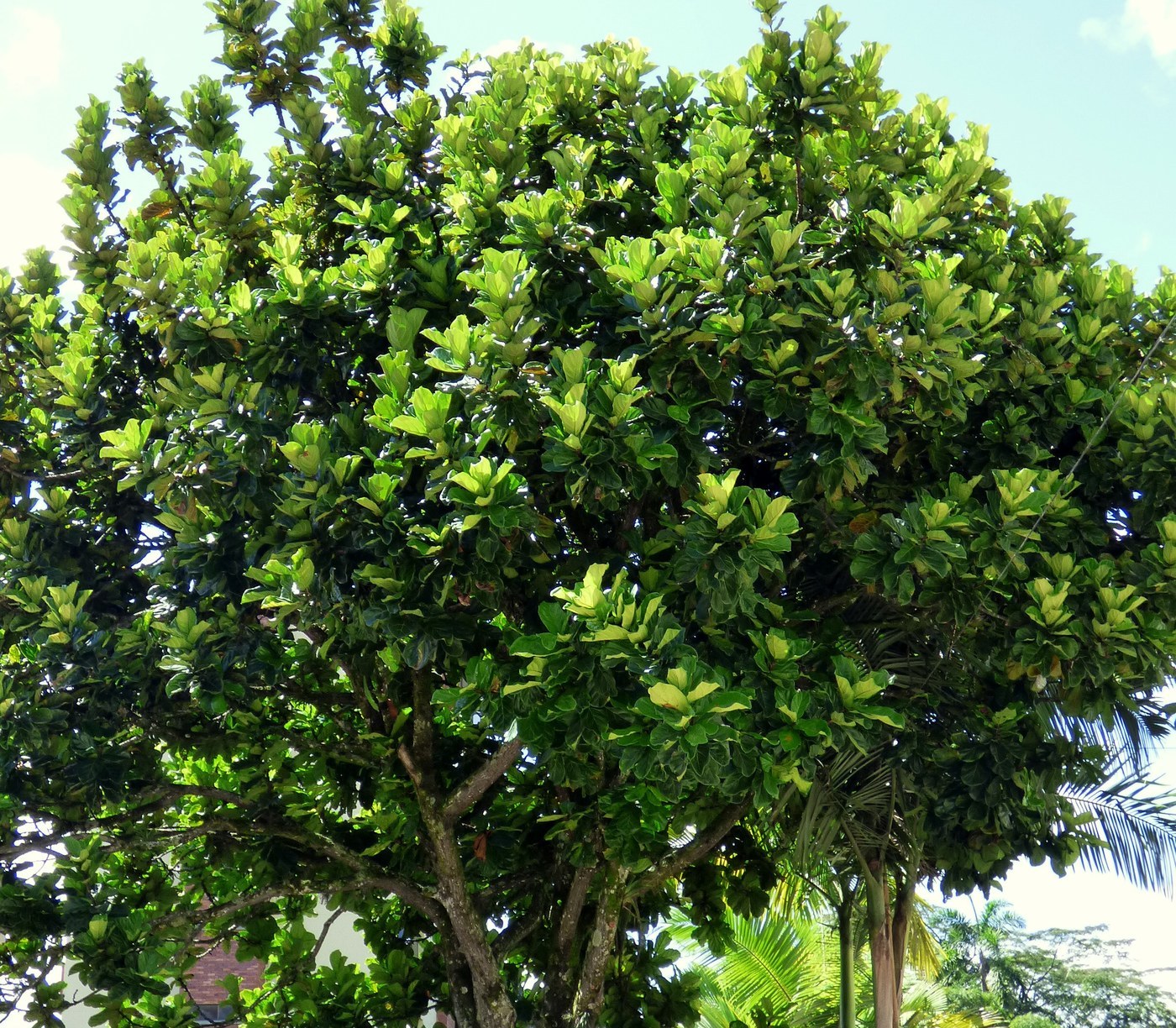 How to Care for Fiddle Leaf Fig