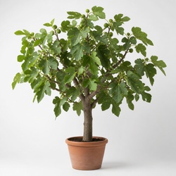 Fig Tree Identification Guide