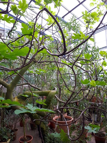 Fig