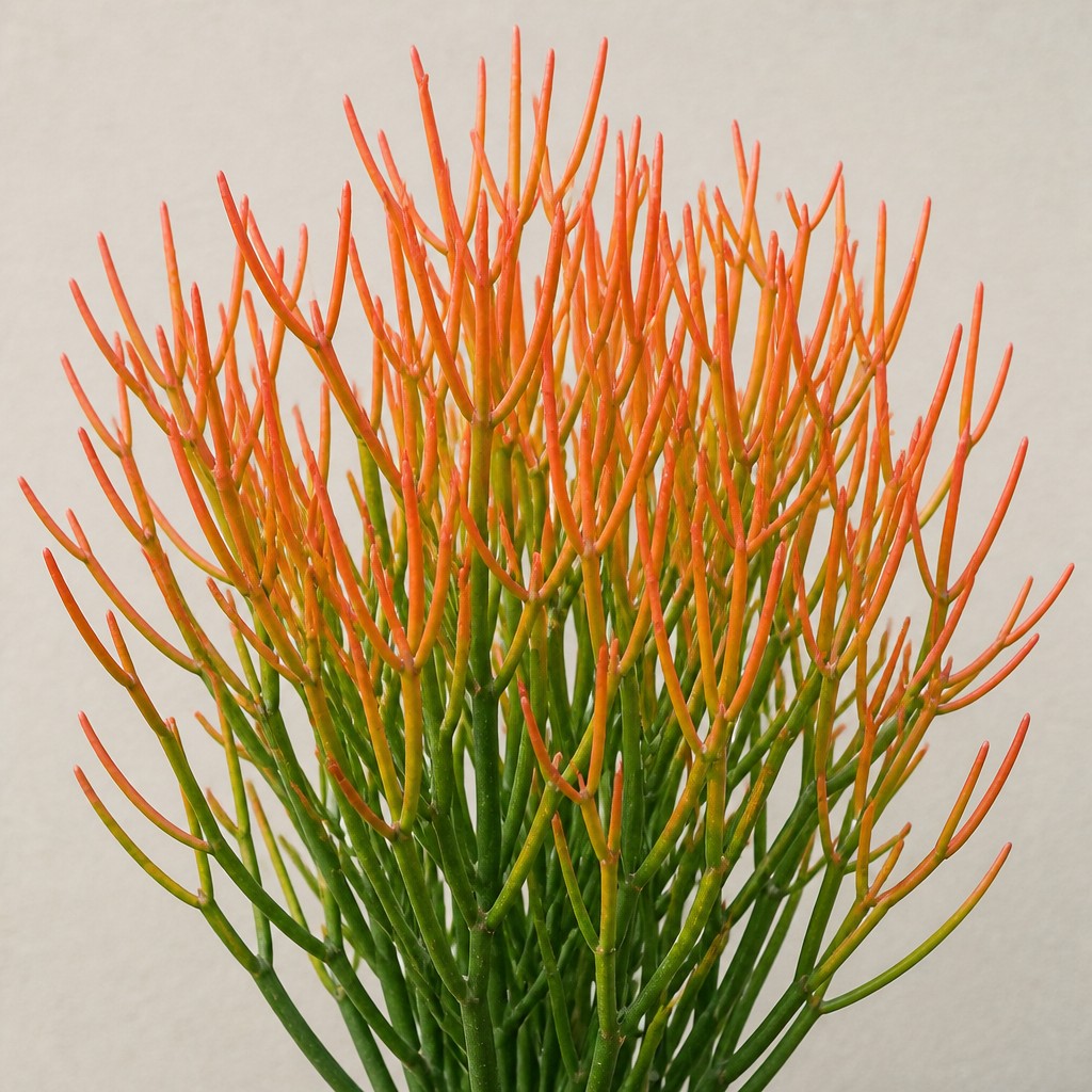 Firesticks