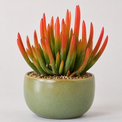 Firesticks Identification Guide