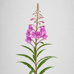 Fireweed Identification Guide
