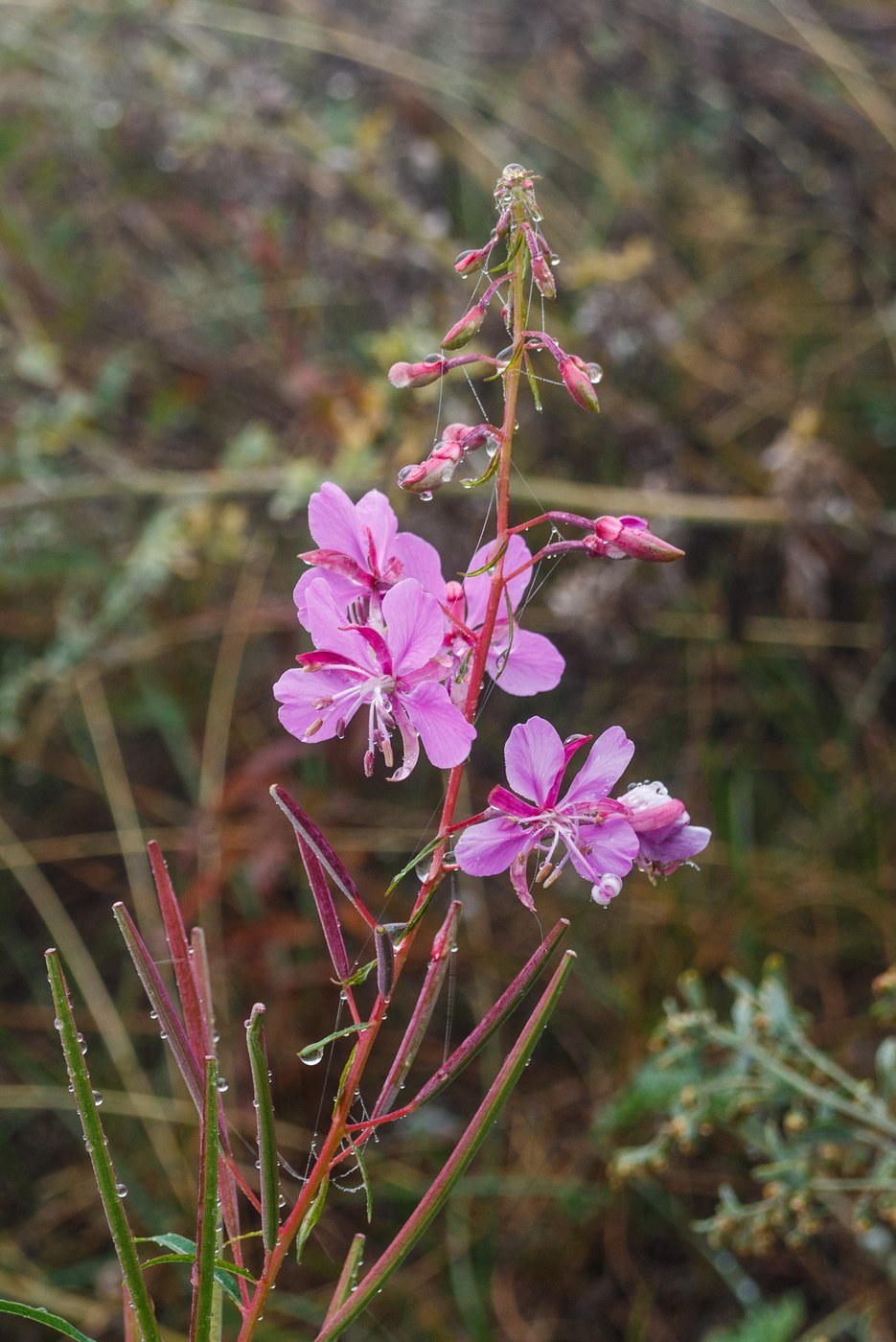 How to Care for Fireweed