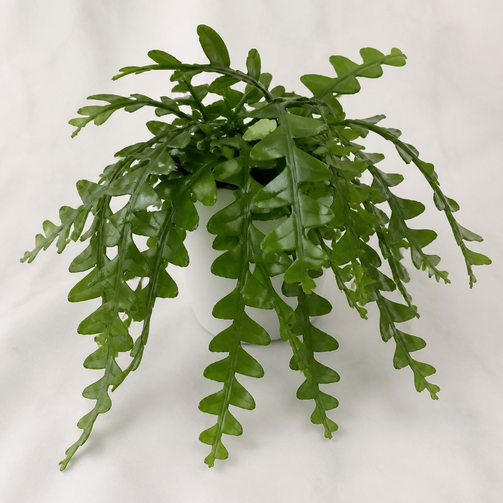Fishbone Cactus