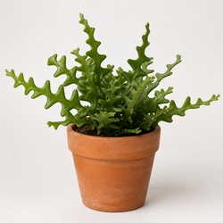Fishbone Cactus Identification Guide