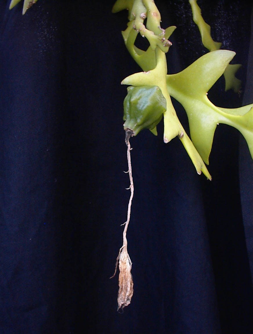 How to Care for Fishbone Cactus