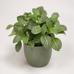 Fittonia Identification Guide