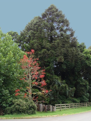 Flame Bottle Tree