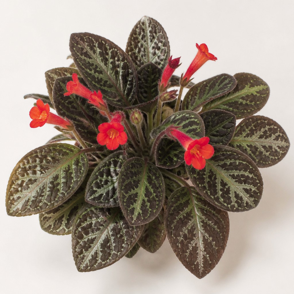 Flame Violet