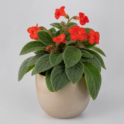 Flame Violet Identification Guide
