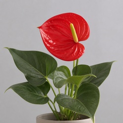 Flamingo Flower Identification Guide
