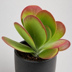 Flapjack Plant Identification Guide