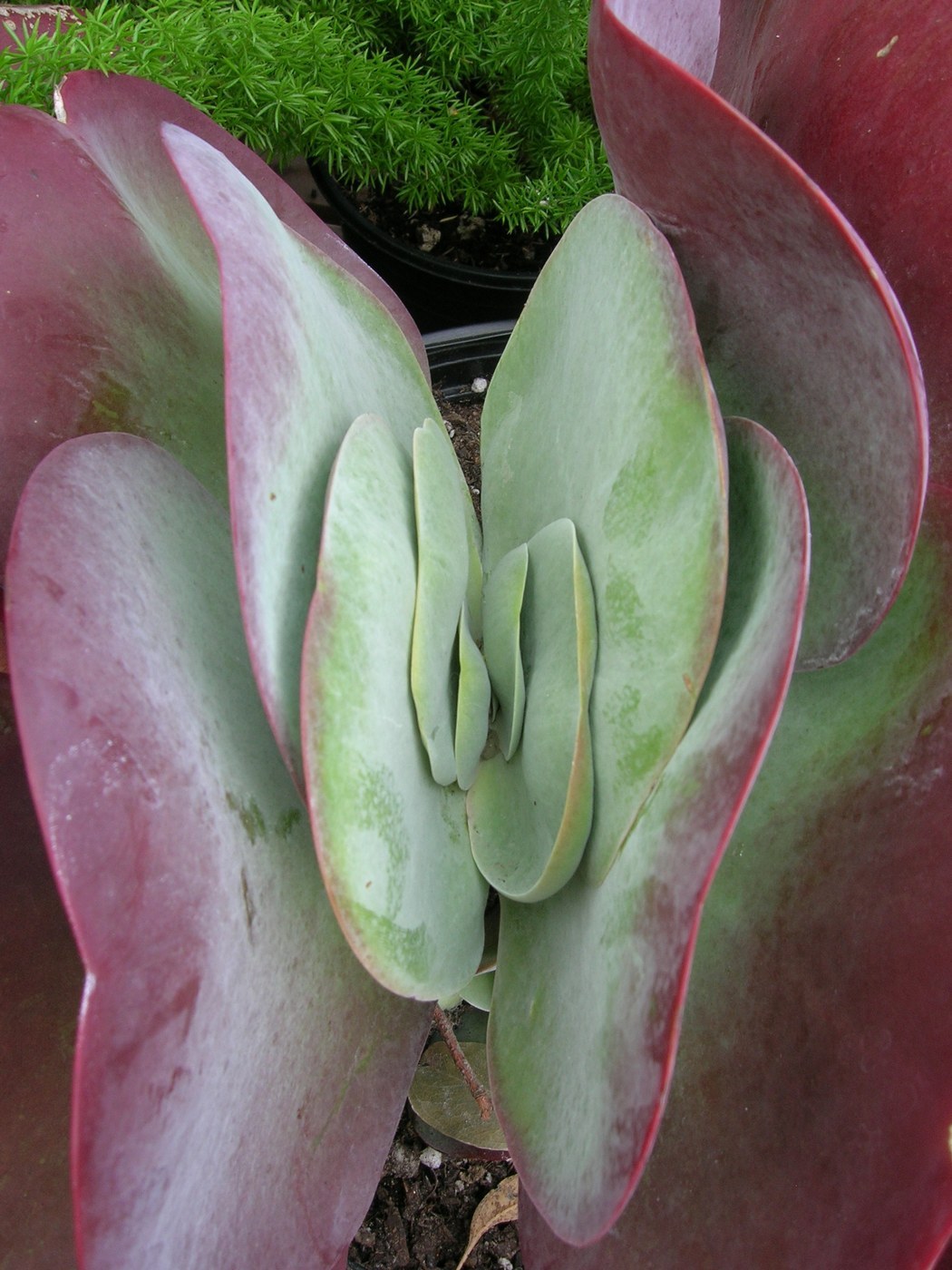 How to Care for Flapjack Succulent