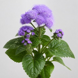 Floss Flower Identification Guide