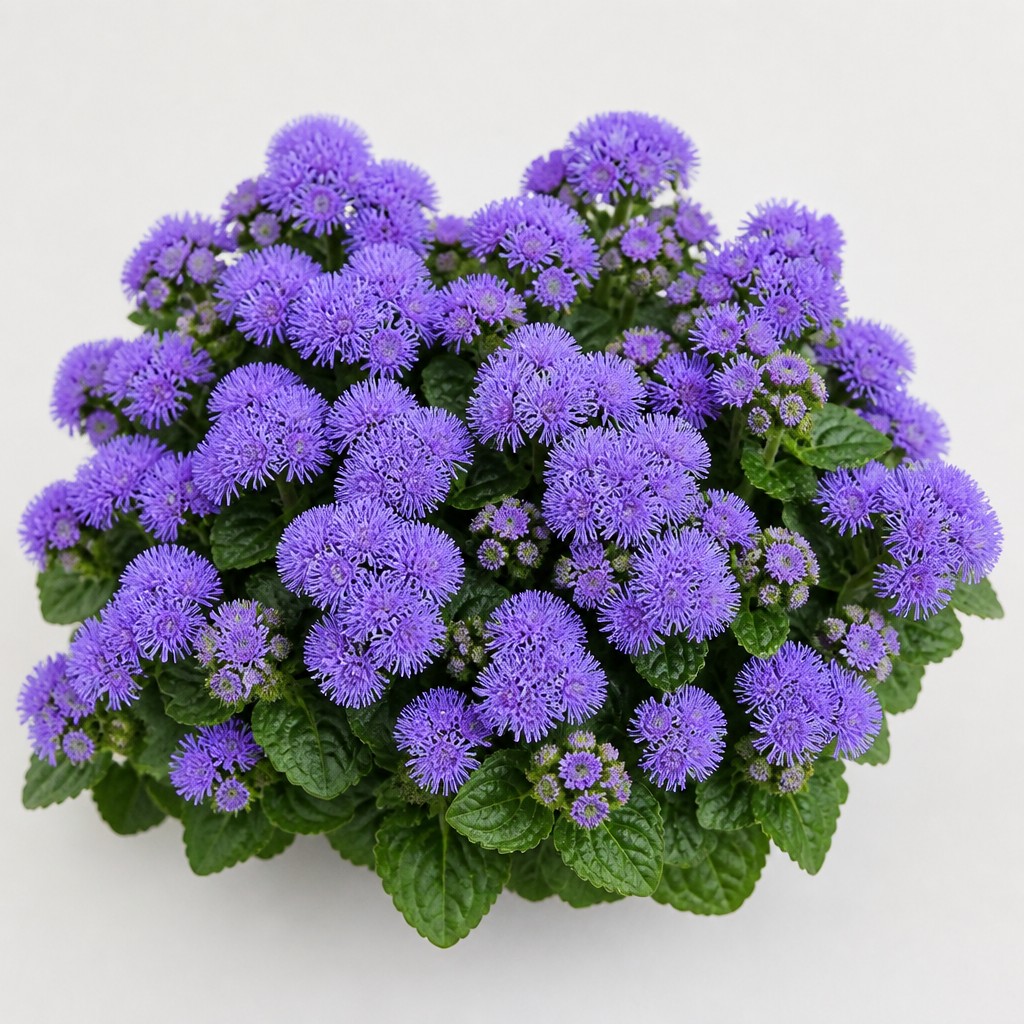 Floss Flower