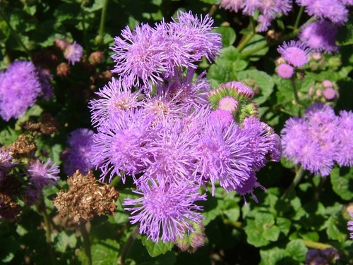 Floss Flower