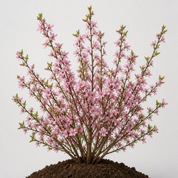Flowering Almond Identification Guide