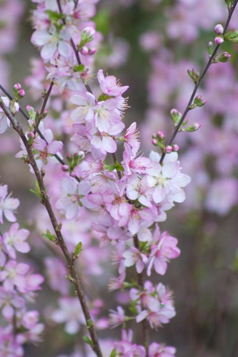 Flowering Almond