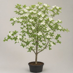 Flowering Dogwood Identification Guide