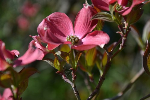 Flowering Dogwood