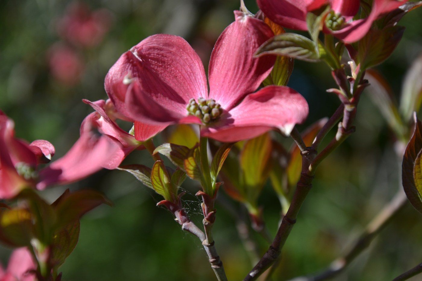 How to Care for Flowering Dogwood