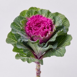 Flowering Kale Identification Guide
