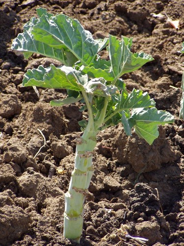 Flowering Kale