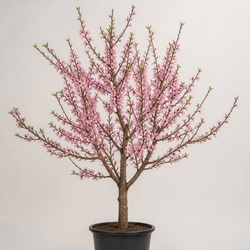 Flowering Peach Identification Guide