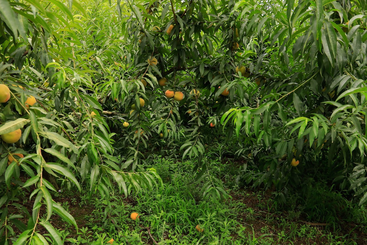 How to Care for Flowering Peach