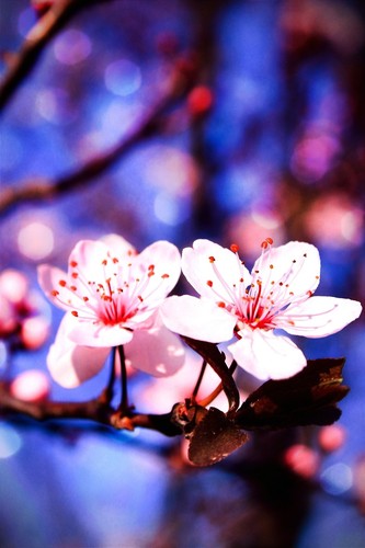 Flowering Plum