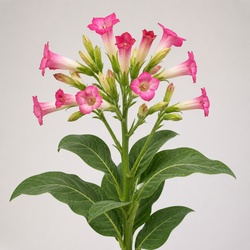 Flowering Tobacco Identification Guide