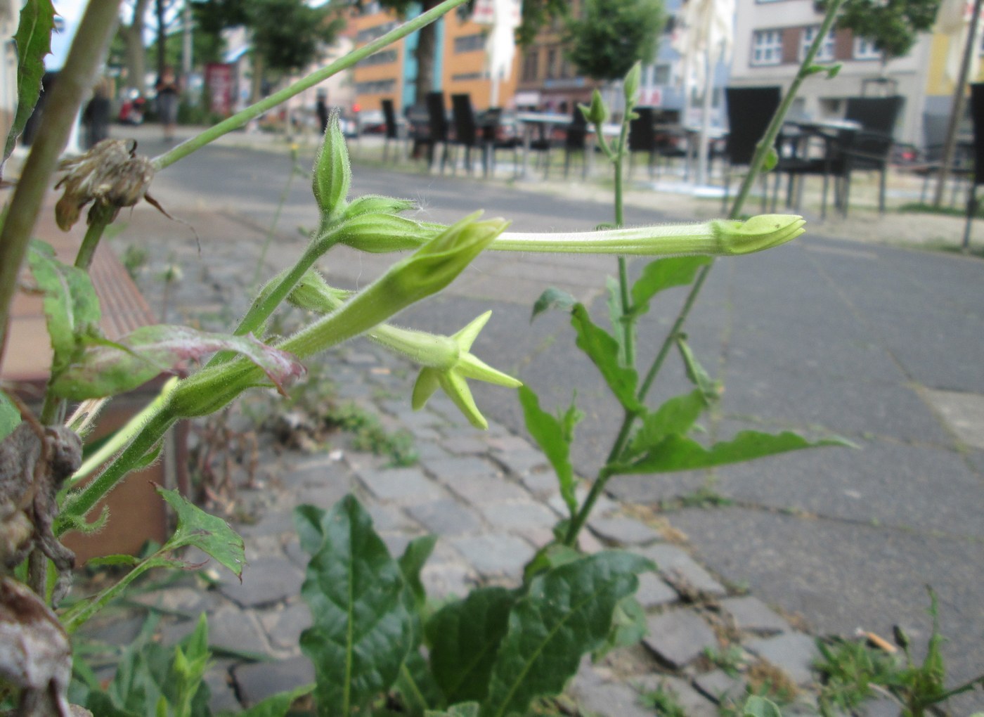 How to Care for Flowering Tobacco
