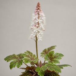 Foamflower Identification Guide