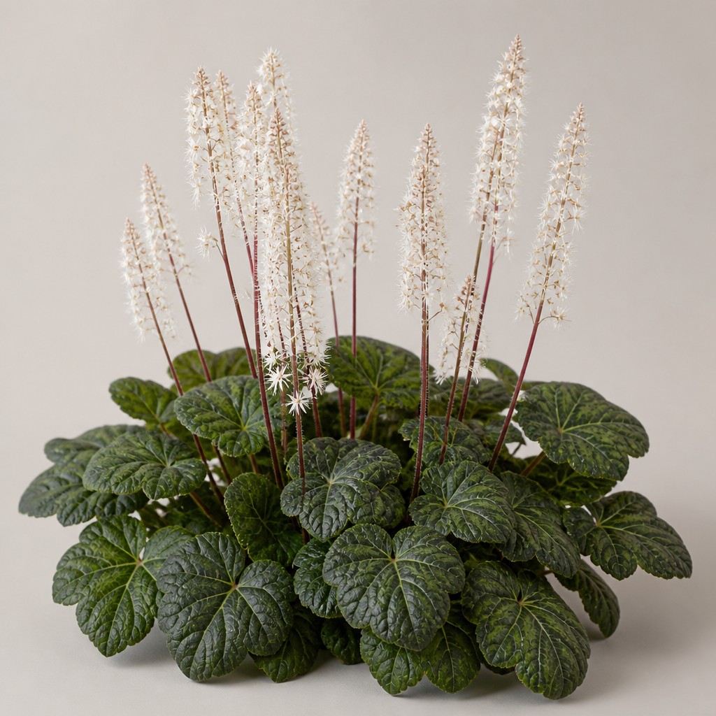 Foamflower