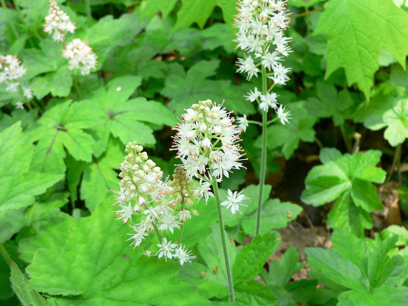 How to Care for Foamflower