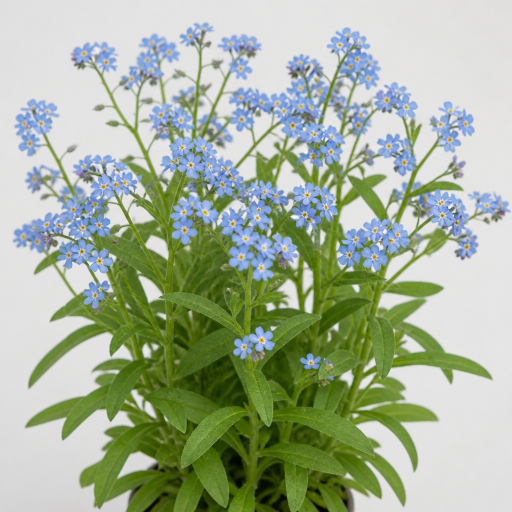 Forget-Me-Not