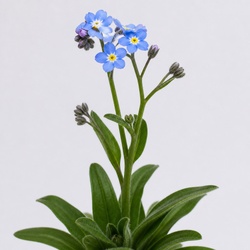 Forget-Me-Not Identification Guide